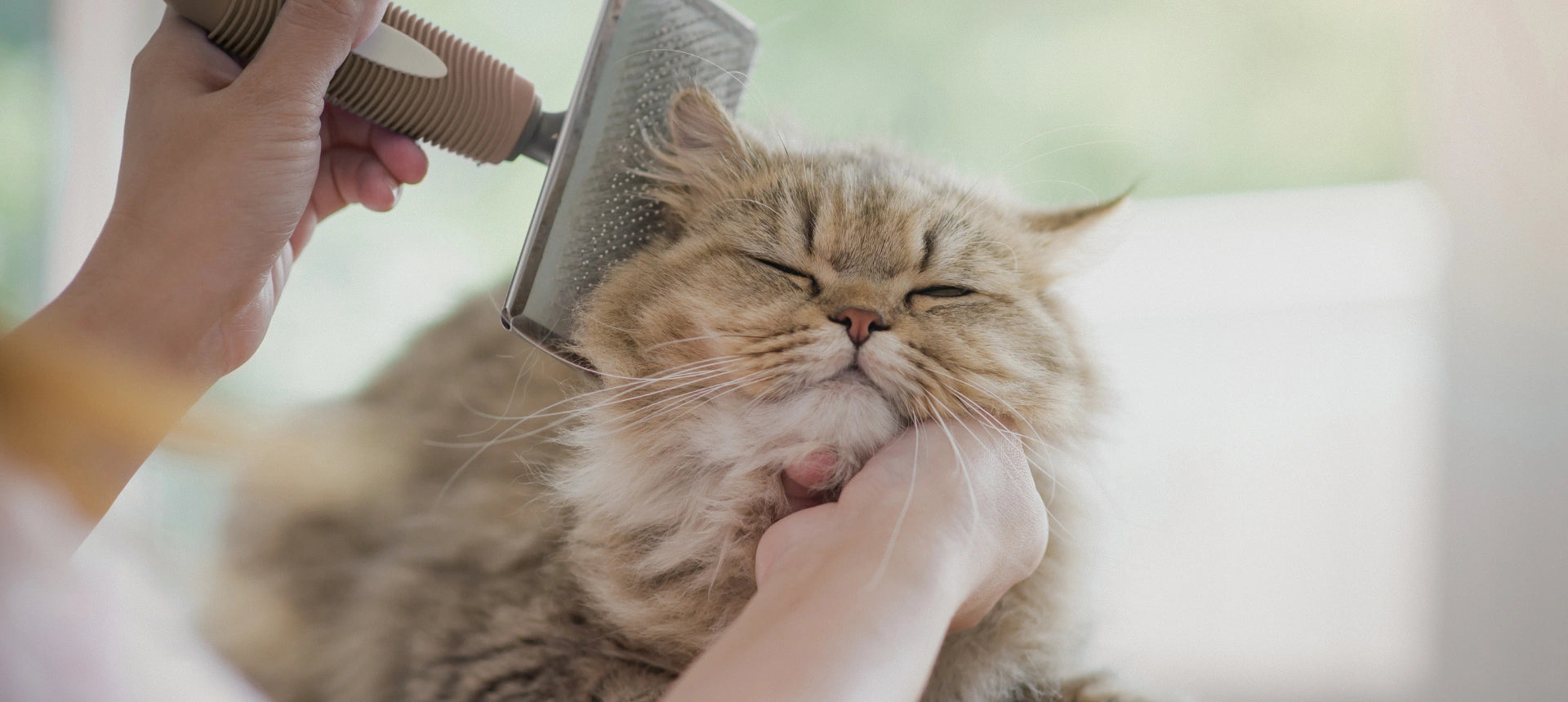 Gato de pelo largo siendo cepillado suavemente, ilustrando el cuidado natural de la piel y el pelaje en gatos para mantener un manto sano y brillante.