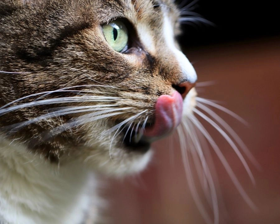 Gato lamiéndose después de aceptar un suplemento natural mezclado con su alimentación diaria