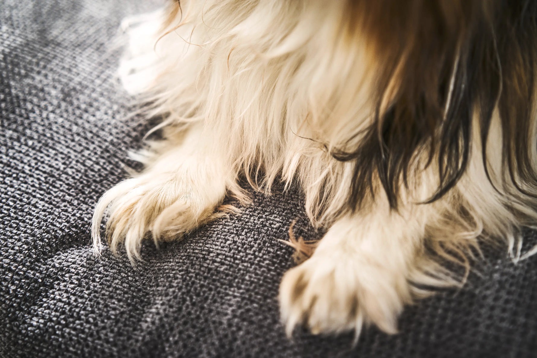 Detalle del tejido de la cama TUDOR color antracita con las patas de un perro