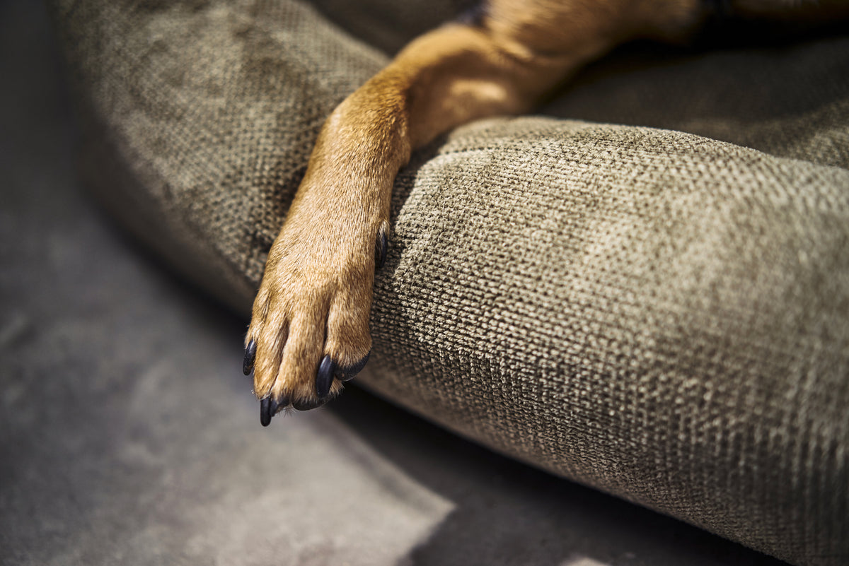 Detalle del tejido de la cama TUDOR color oliva con la pata de un perro