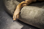 Detalle del tejido de la cama TUDOR color oliva con la pata de un perro