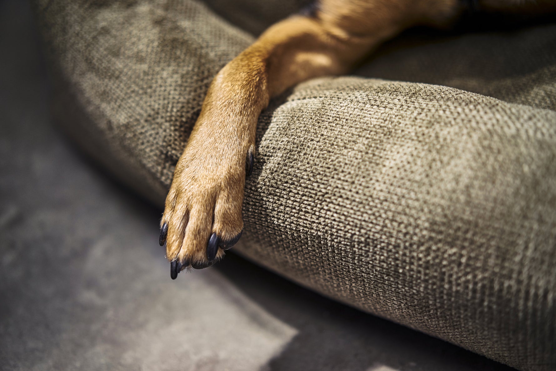 Detalle del tejido de la cama TUDOR color oliva con la pata de un perro