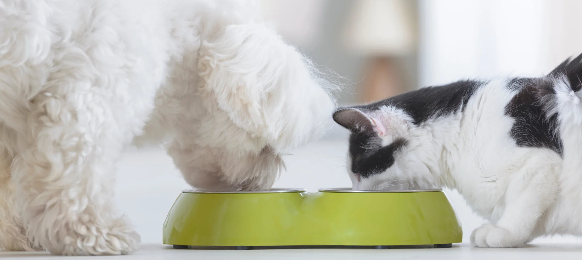 Perro y gato alimentándose juntos, ilustrando la relación entre digestión, piel y equilibrio interno en perros y gatos