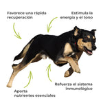 Perro activo con mensajes sobre recuperación, energía, tono, nutrientes esenciales y apoyo al sistema inmunológico.