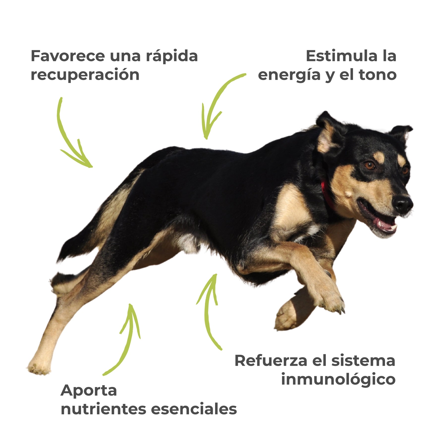 Perro activo con mensajes sobre recuperación, energía, tono, nutrientes esenciales y apoyo al sistema inmunológico.