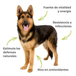 Perro pastor alemán con mensajes sobre vitalidad, defensas naturales, resistencia y aporte de antioxidantes de Fórmula Real.
