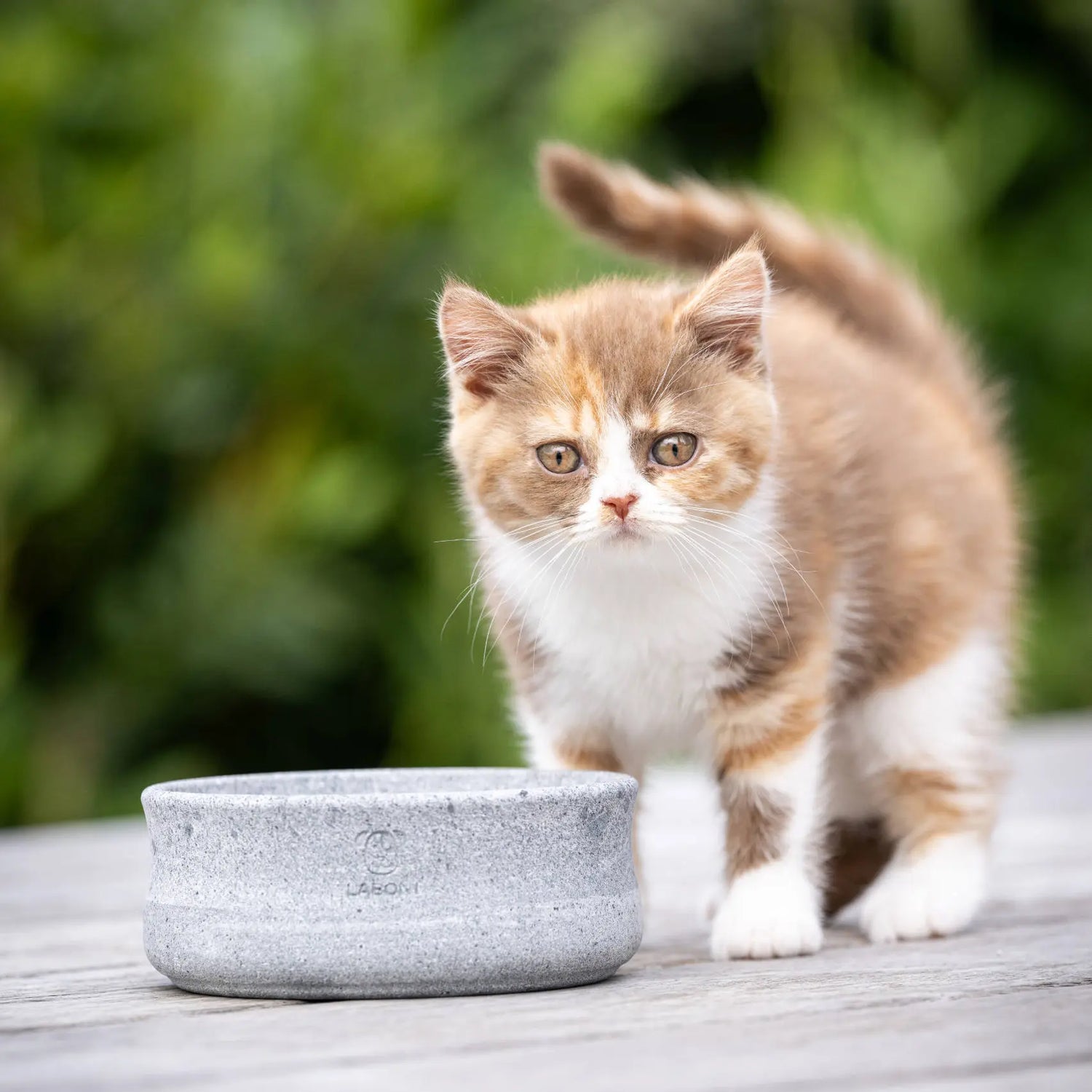 Gato junto al comedero y bebedero ROCKY de esteatita en una terraza