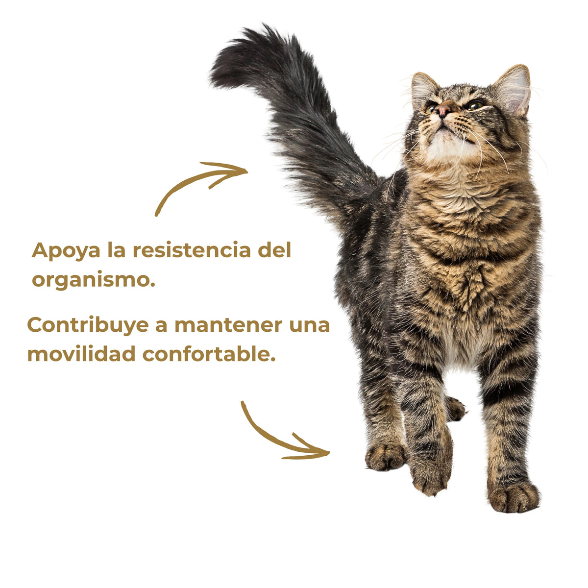 Gato con postura activa que ilustra el apoyo a la resistencia del organismo y a una movilidad confortable dentro del enfoque natural de ANTON Loyal Companions