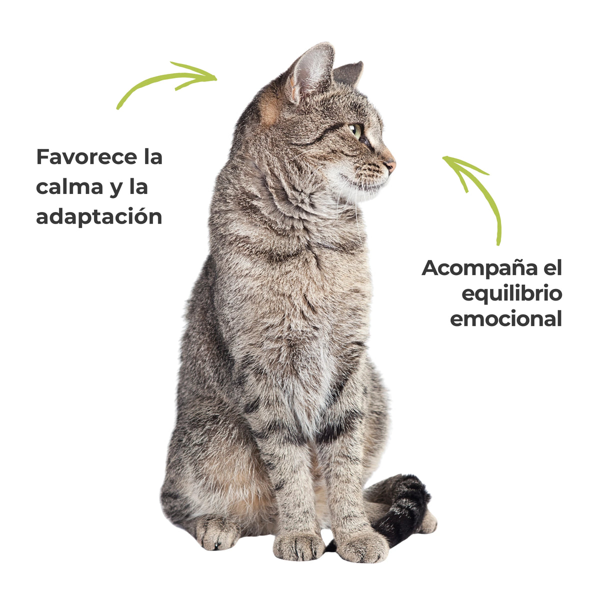 Gato tranquilo que ilustra la calma y el equilibrio emocional favorecidos por soluciones naturales para gatos