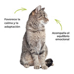Gato tranquilo que ilustra la calma y el equilibrio emocional favorecidos por soluciones naturales para gatos