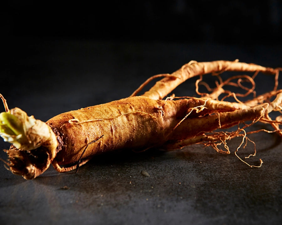 Raíz de ginseng rojo Panax utilizada en nutrición natural para apoyar la energía y vitalidad en perros y gatos