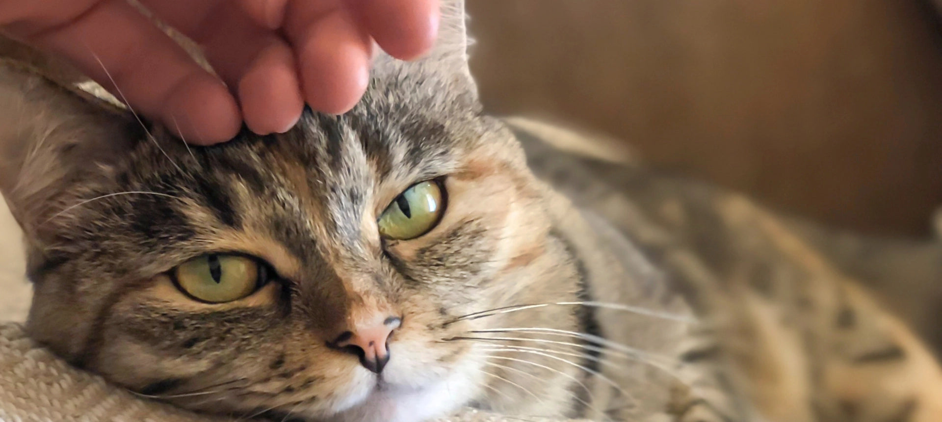 Guías y consejos sobre bienestar natural, alimentación, higiene y cuidados para perros y gatos de ANTON Loyal Companions