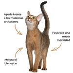 Infografía de un gato que presenta los beneficios del Harpagofito ECO ANTON: ayuda frente a las molestias articulares, favorece la movilidad y contribuye al bienestar articular.