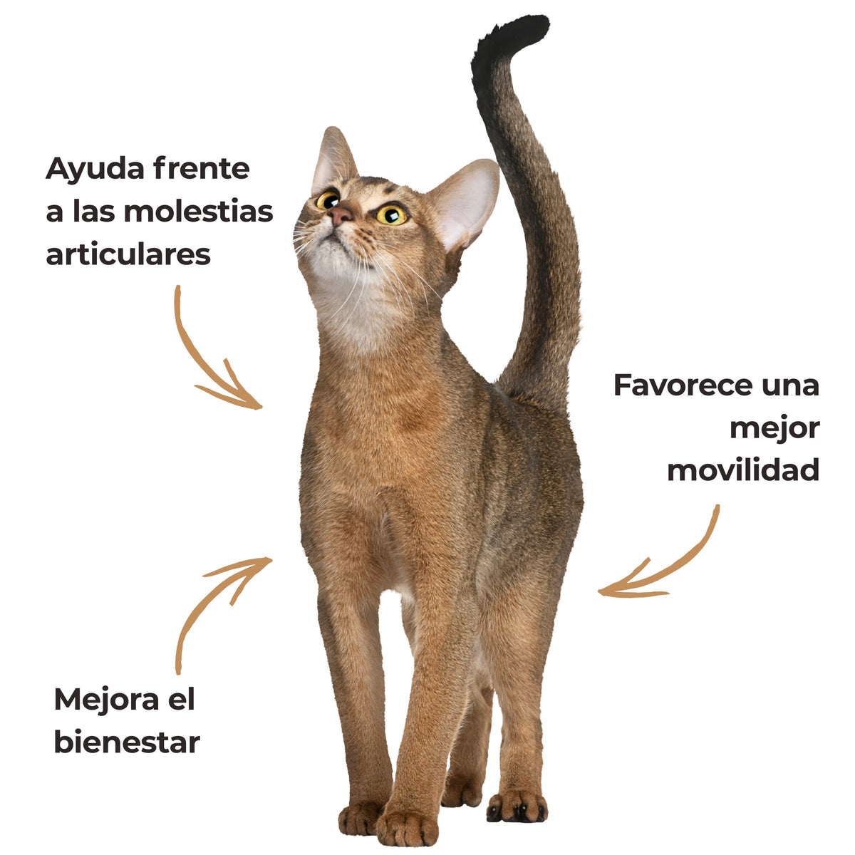 Infografía de un gato que presenta los beneficios del Harpagofito ECO ANTON: ayuda frente a las molestias articulares, favorece la movilidad y contribuye al bienestar articular.