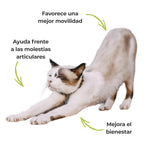 Gato estirándose para ilustrar los beneficios del Harpagofito ECO en perros y gatos. Suplemento natural para la movilidad, el confort articular y las molestias articulares.