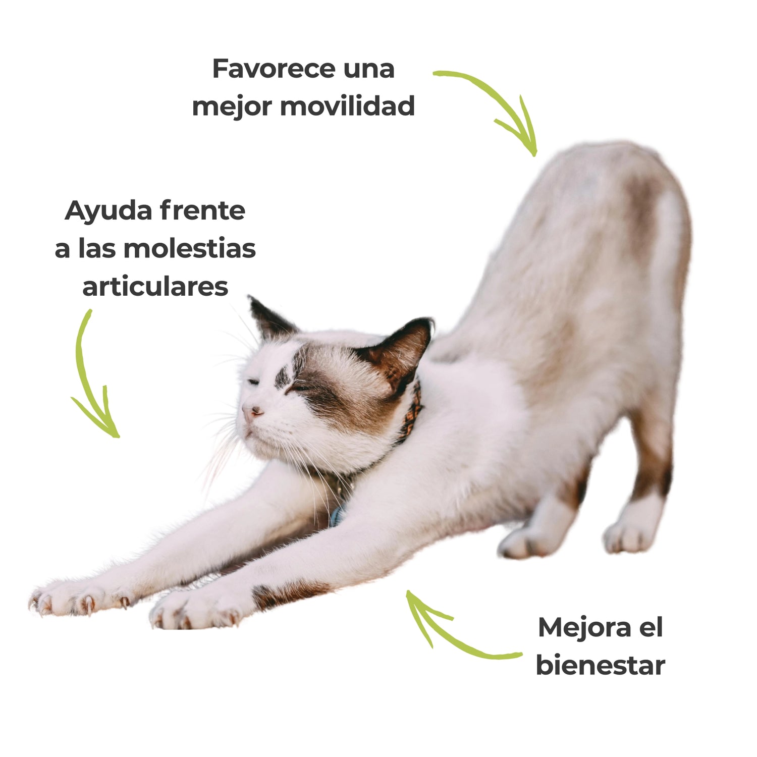 Gato estirándose para ilustrar los beneficios del Harpagofito ECO en perros y gatos. Suplemento natural para la movilidad, el confort articular y las molestias articulares.