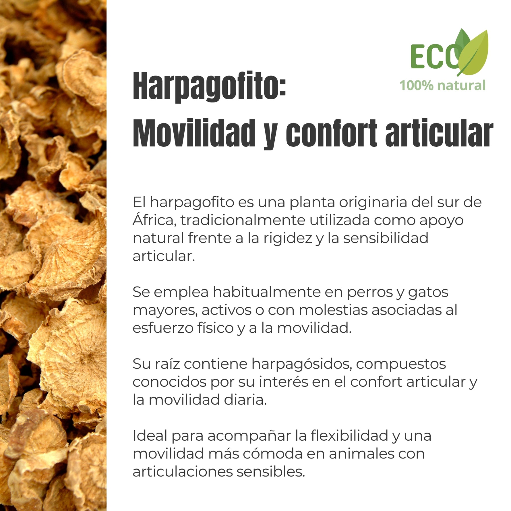 Información sobre el Harpagofito ECO para perros y gatos ANTON Loyal Companions. Planta originaria del sur de África utilizada tradicionalmente para el confort articular, la movilidad y la rigidez articular.