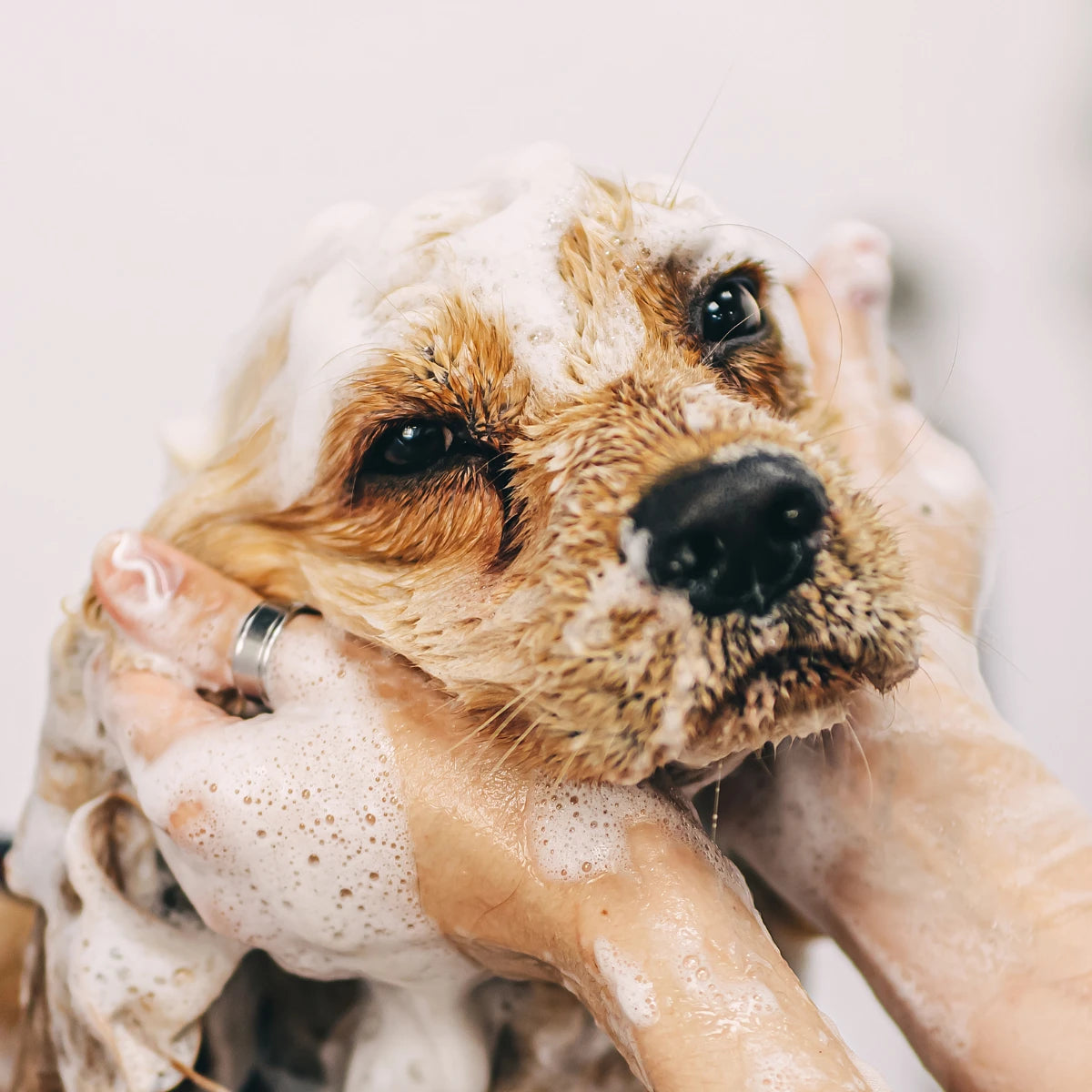 Baño suave de perro representando la higiene natural y el cuidado de la piel y el pelaje en perros y gatos