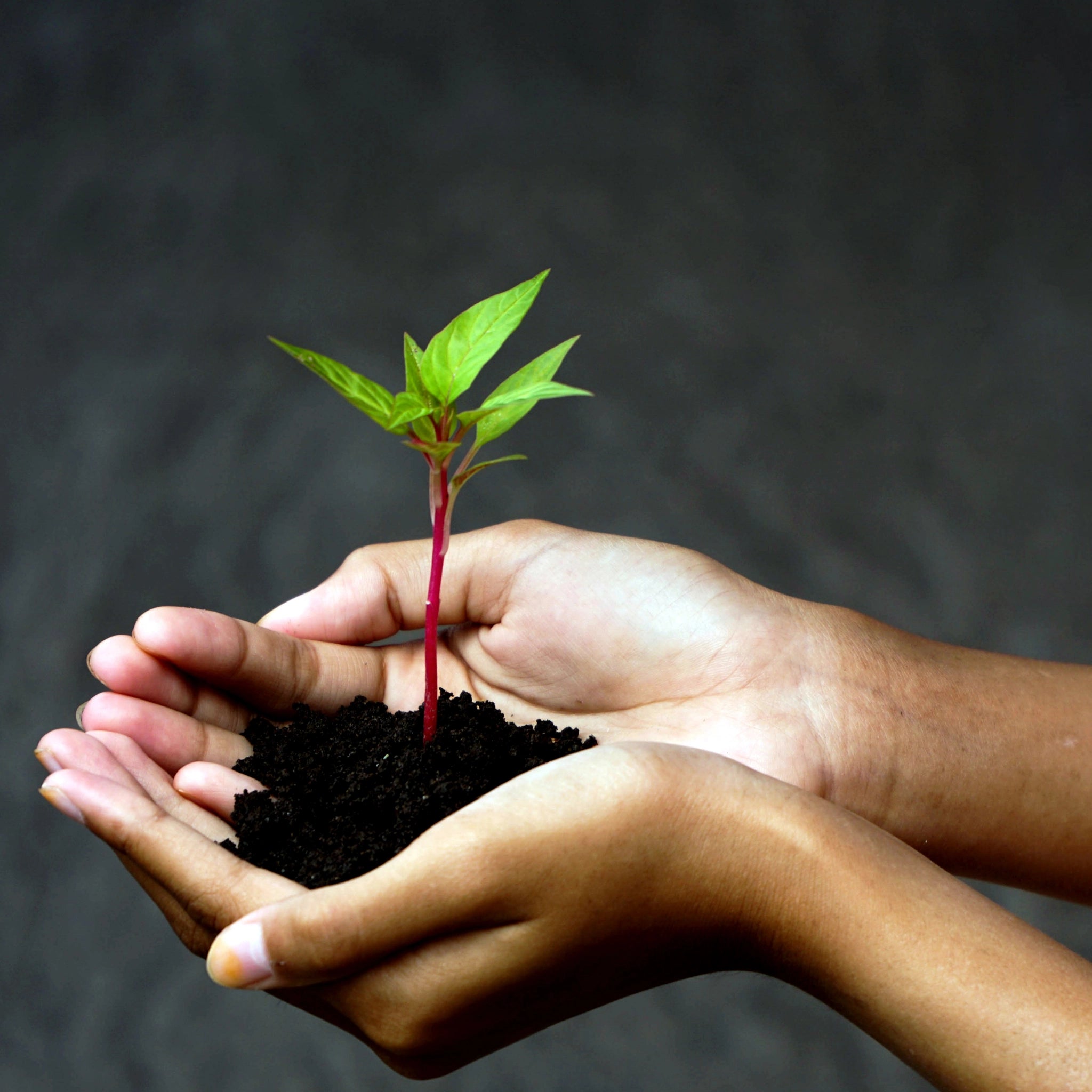 Planta utilizada como materia prima natural para elaborar suplementos de alta calidad para perros y gatos.