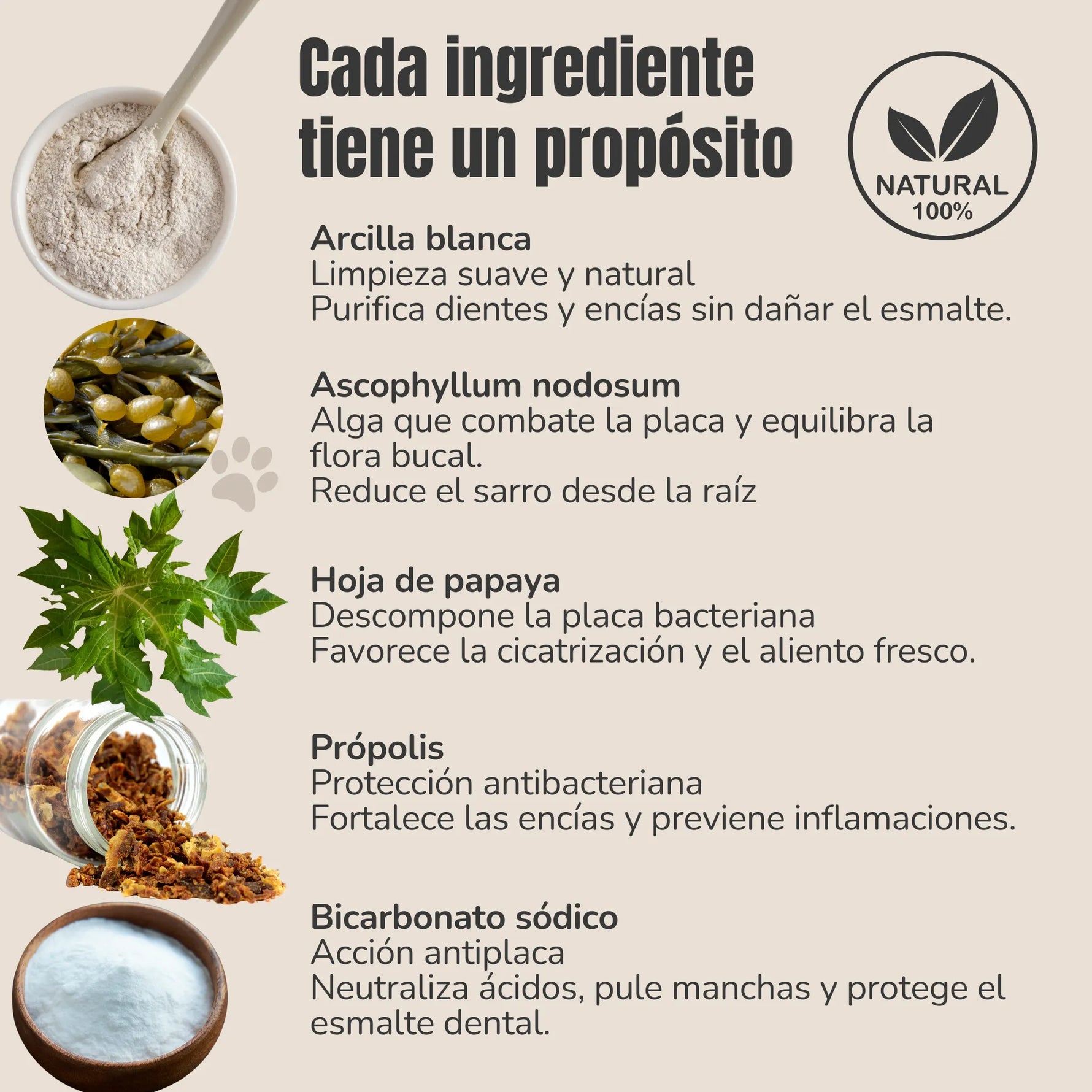 Lista de ingredientes naturales del polvo dental ANTON: arcilla blanca, Ascophyllum nodosum, papaya, própolis y bicarbonato sódico
