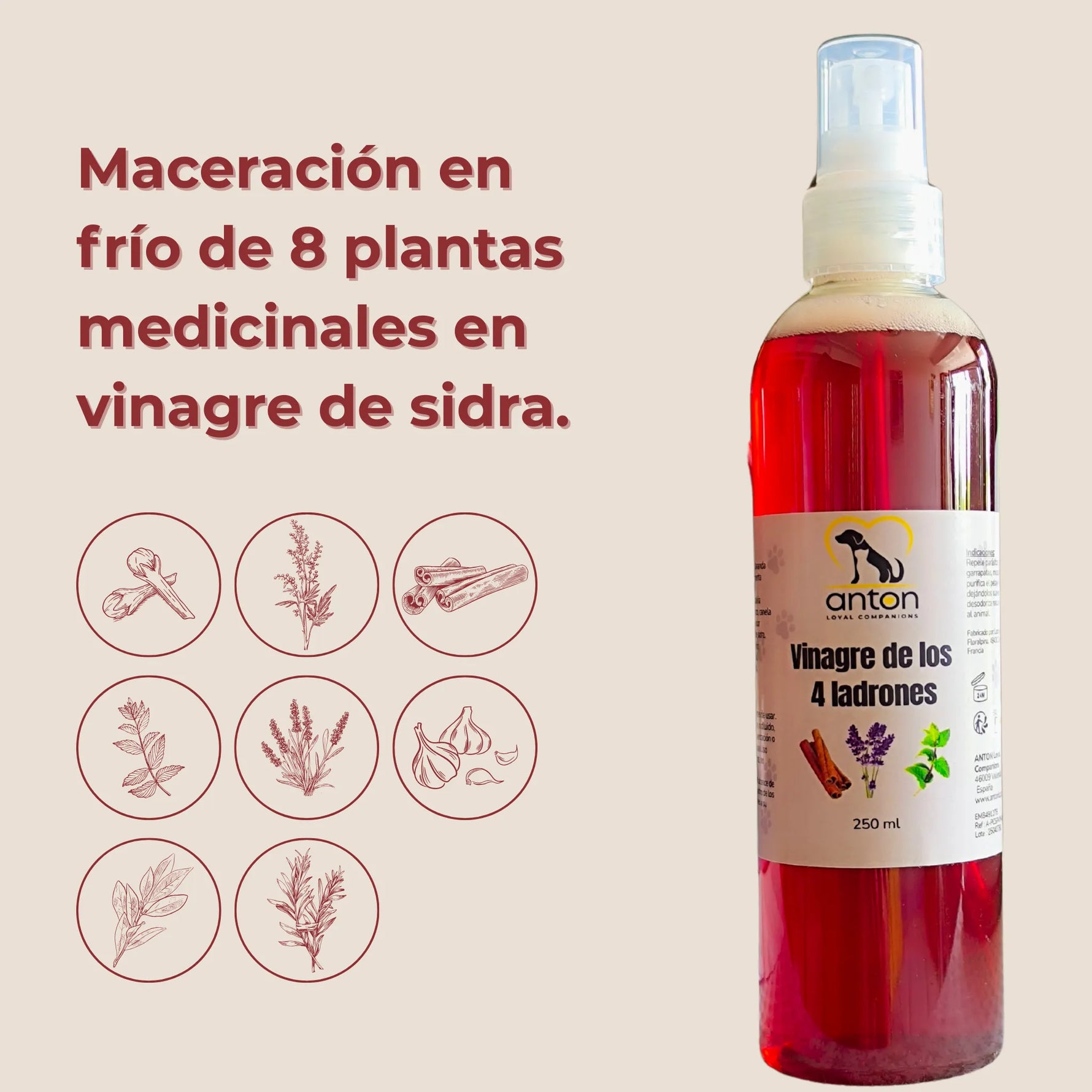 Maceración en frío de 8 plantas medicinales en vinagre de sidra para el producto ANTON Loyal Companions