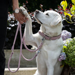 Labrador blanco con collar y correa de cuero rosa AMICI dando la pata