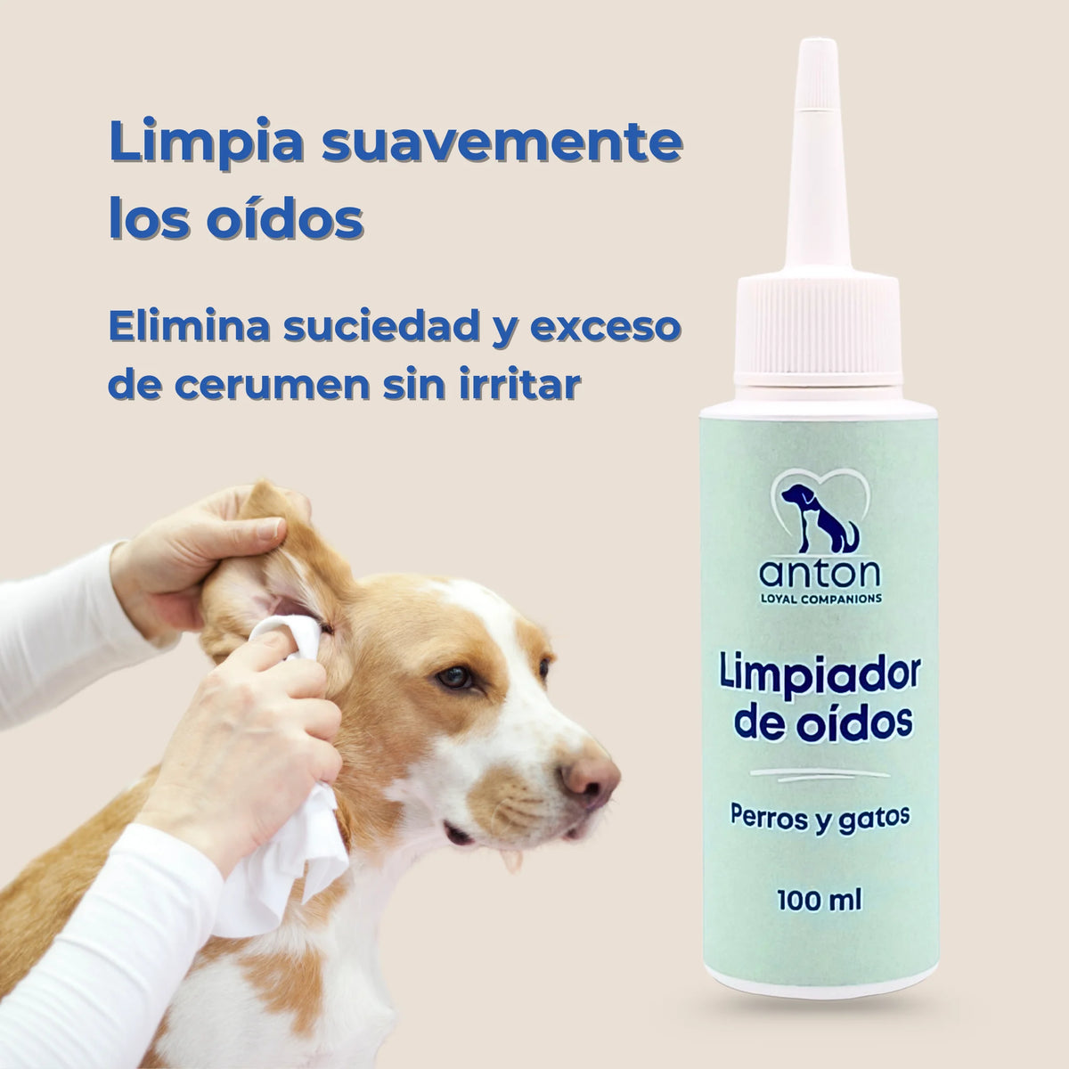 Perro recibiendo limpieza de oídos mientras se muestra el limpiador de oídos ANTON Loyal Companions en primer plano.