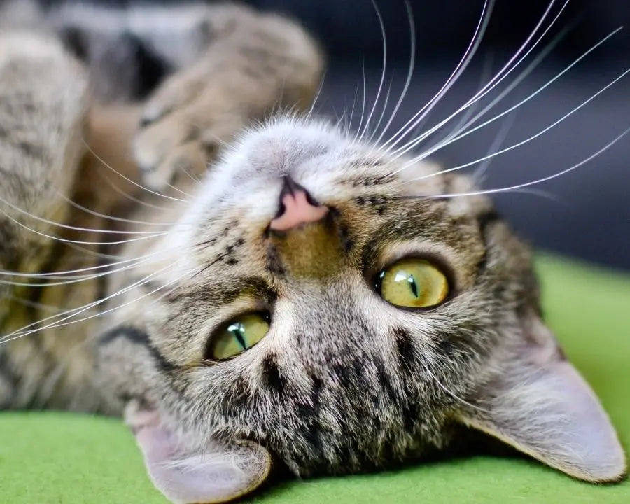 Gato tumbado boca arriba con expresión tranquila y relajada, ilustrando el bienestar y la calma asociados al uso de melisa como apoyo natural en el equilibrio emocional de perros y gatos.
