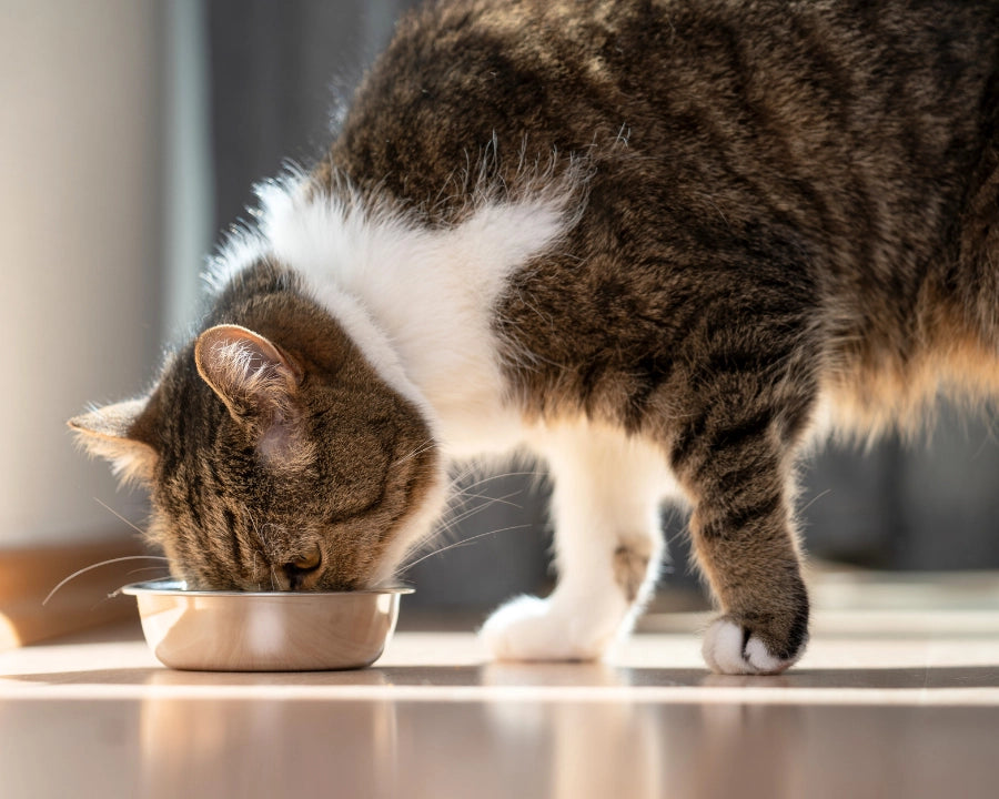 Gato comiendo en su cuenco ilustrando el equilibrio de la microbiota intestinal y la digestión en gatos