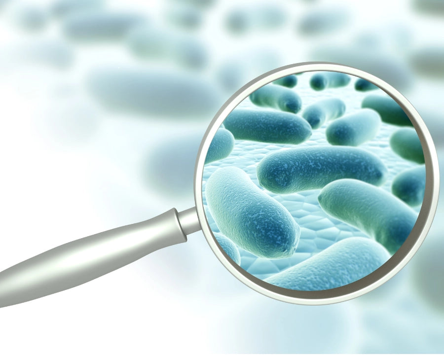 Ilustración de bacterias beneficiosas mostrando la microbiota intestinal y el papel de prebióticos y probióticos en perros y gatos
