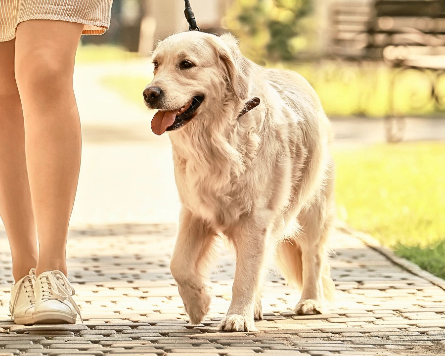 Perro caminando con su dueño mostrando buena movilidad articular y confort físico en el paseo diario
