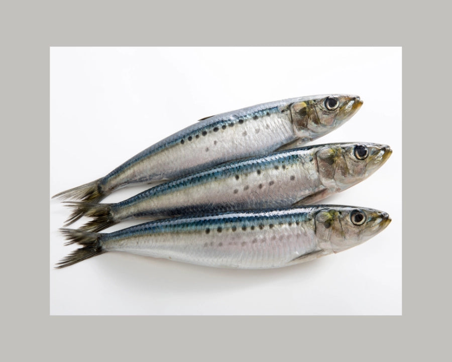 Sardinas frescas ricas en omega 3 utilizadas como base natural para la alimentación de perros y gatos