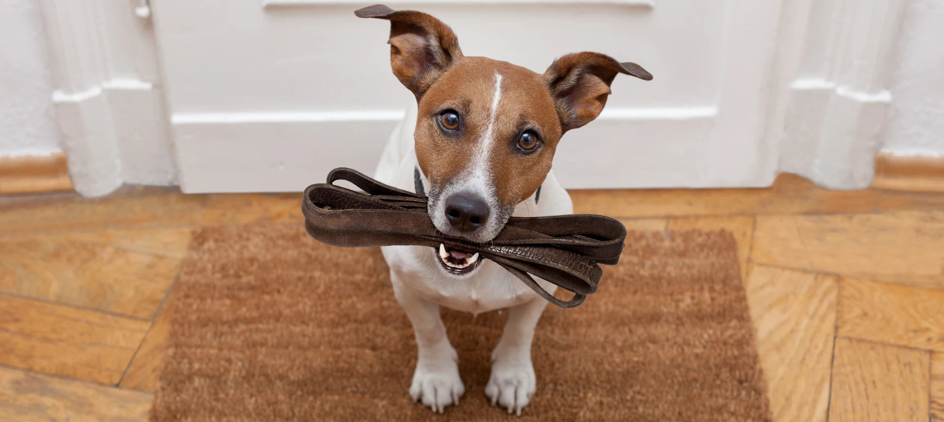 Perro activo y atento sosteniendo una correa en la boca, mostrando energía, motivación y ganas de salir a pasear.