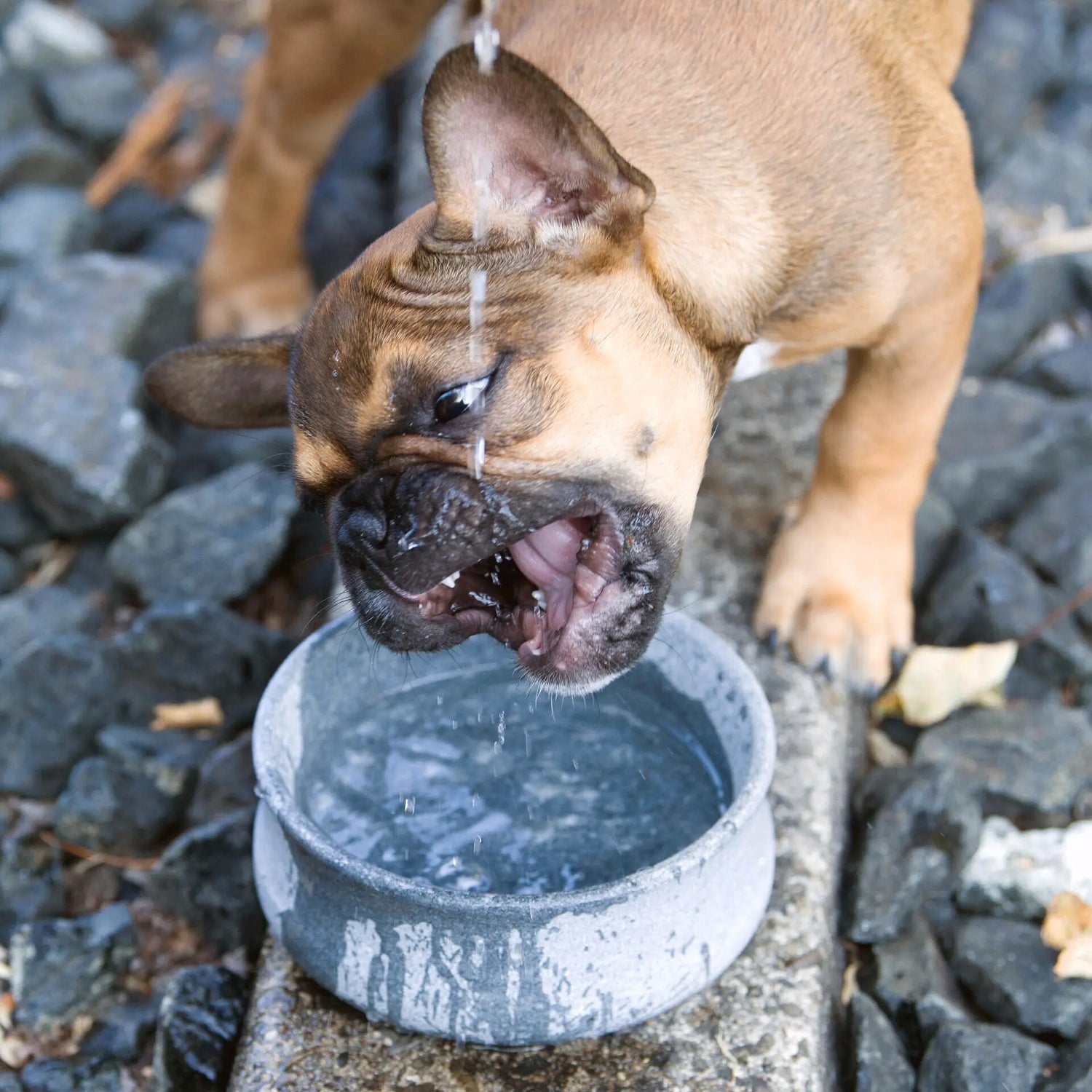 Perro bebiendo agua fresca en el bebedero ROCKY de esteatita al aire libre
