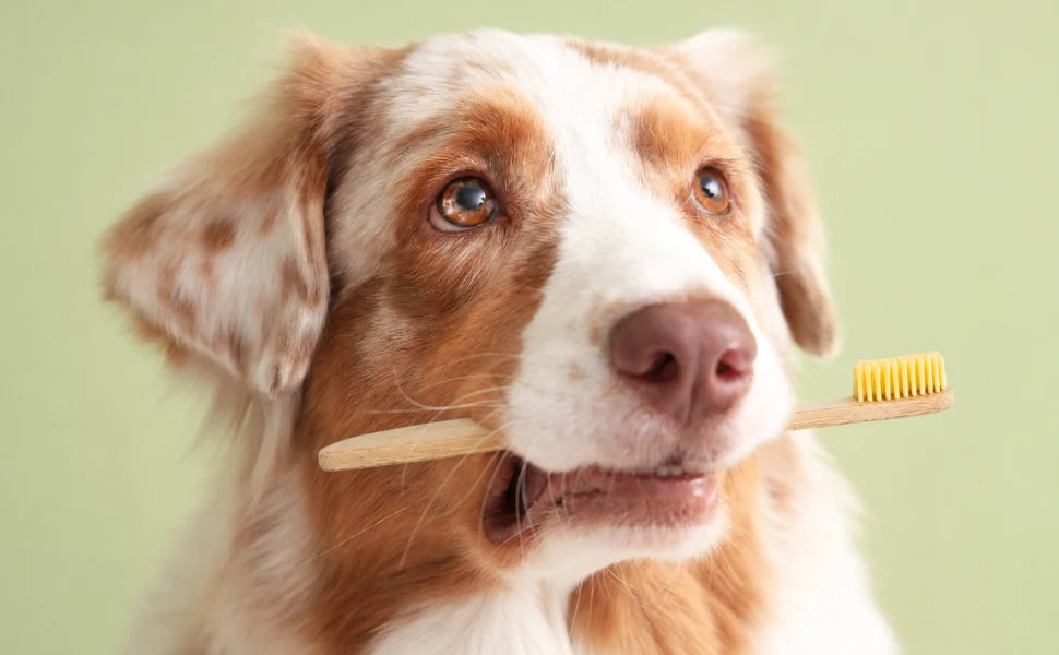 Perro con un cepillo de dientes de madera para su higiene dental