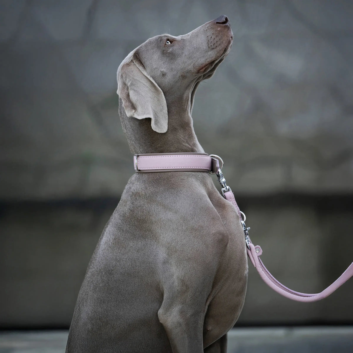 Braco de Weimar con collar y correa de cuero rosa AMICI