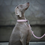 Braco de Weimar con collar y correa de cuero rosa AMICI