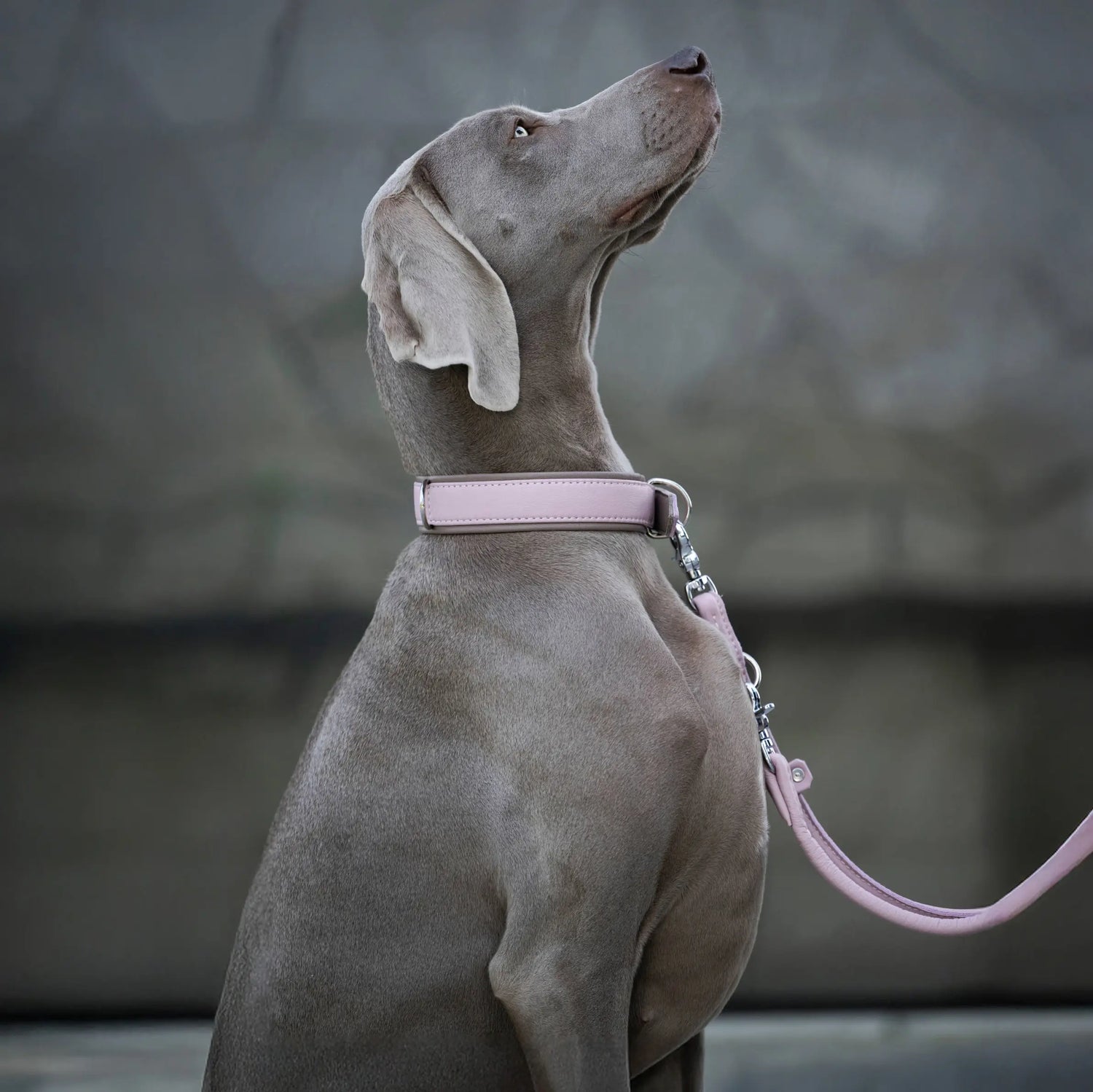 Braco de Weimar con collar y correa de cuero rosa AMICI