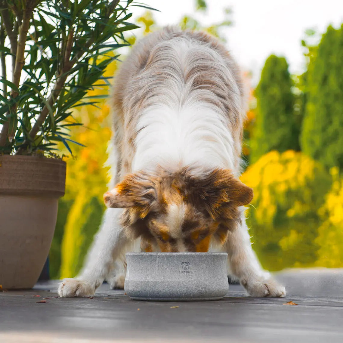 Perro utilizando el comedero y bebedero ROCKY de esteatita en una terraza