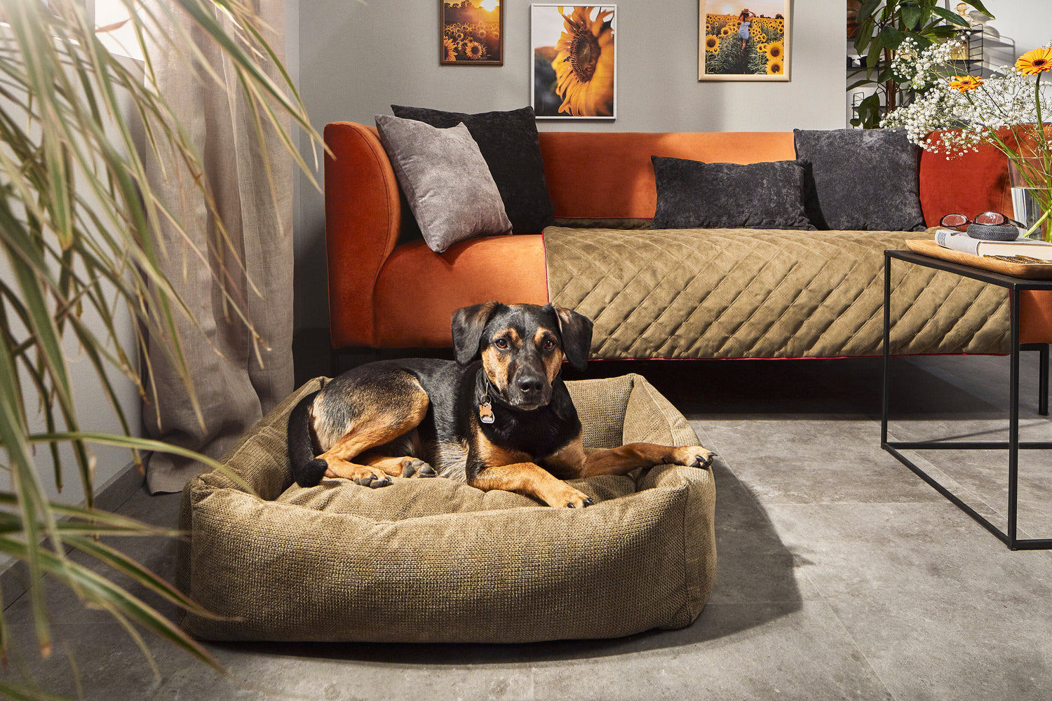 Perro descansando en una cama TUDOR color oliva en un salón