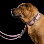 Perro marrón con collar y correa de cuero rosa AMICI