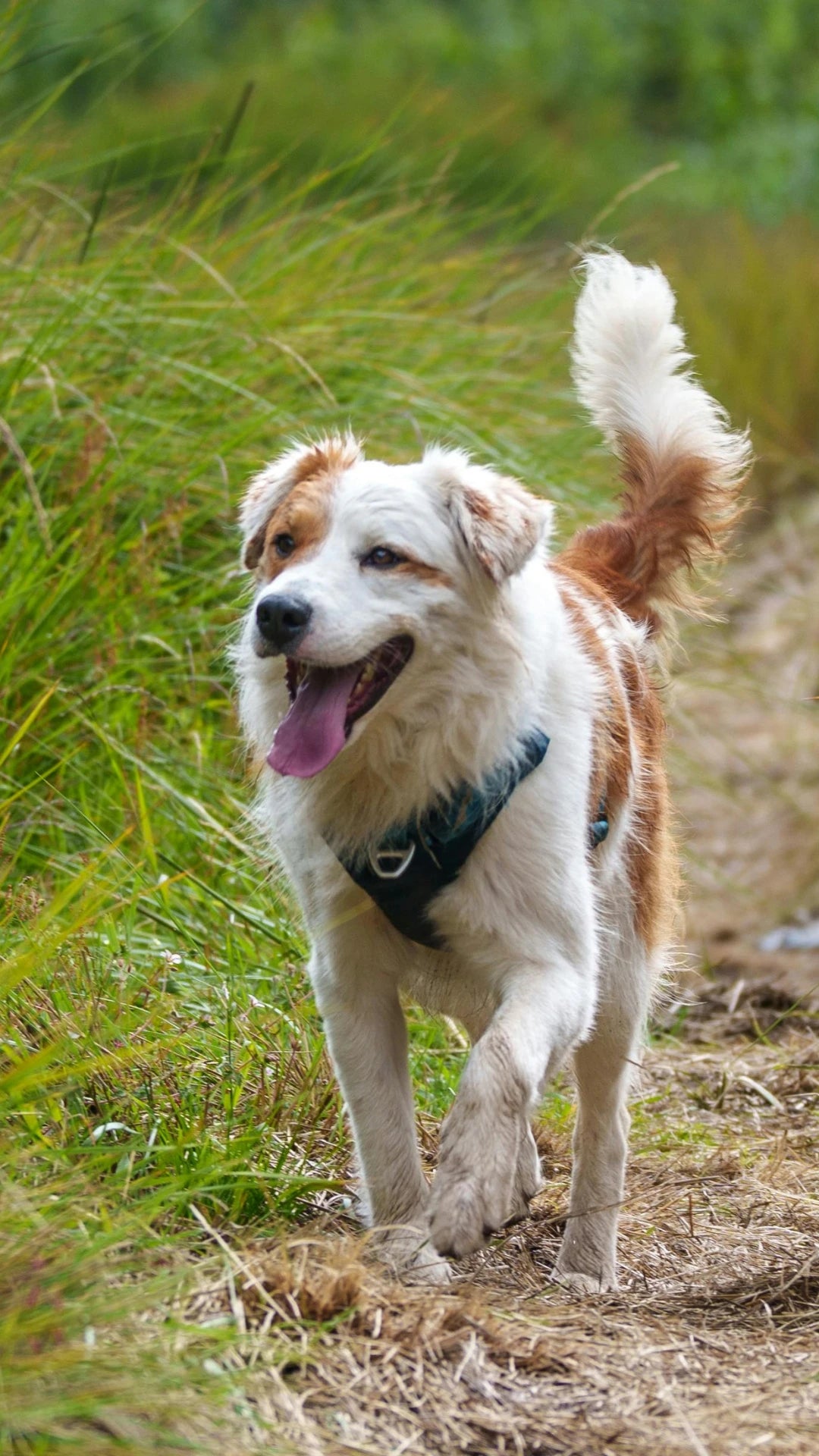 Perro en la naturaleza representando bienestar natural y estilo de vida saludable para perros