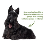 Perro con pelaje negro fuerte y brillante que ilustra el apoyo al equilibrio digestivo y al cuidado del pelaje desde el interior según el enfoque natural de ANTON Loyal Companions