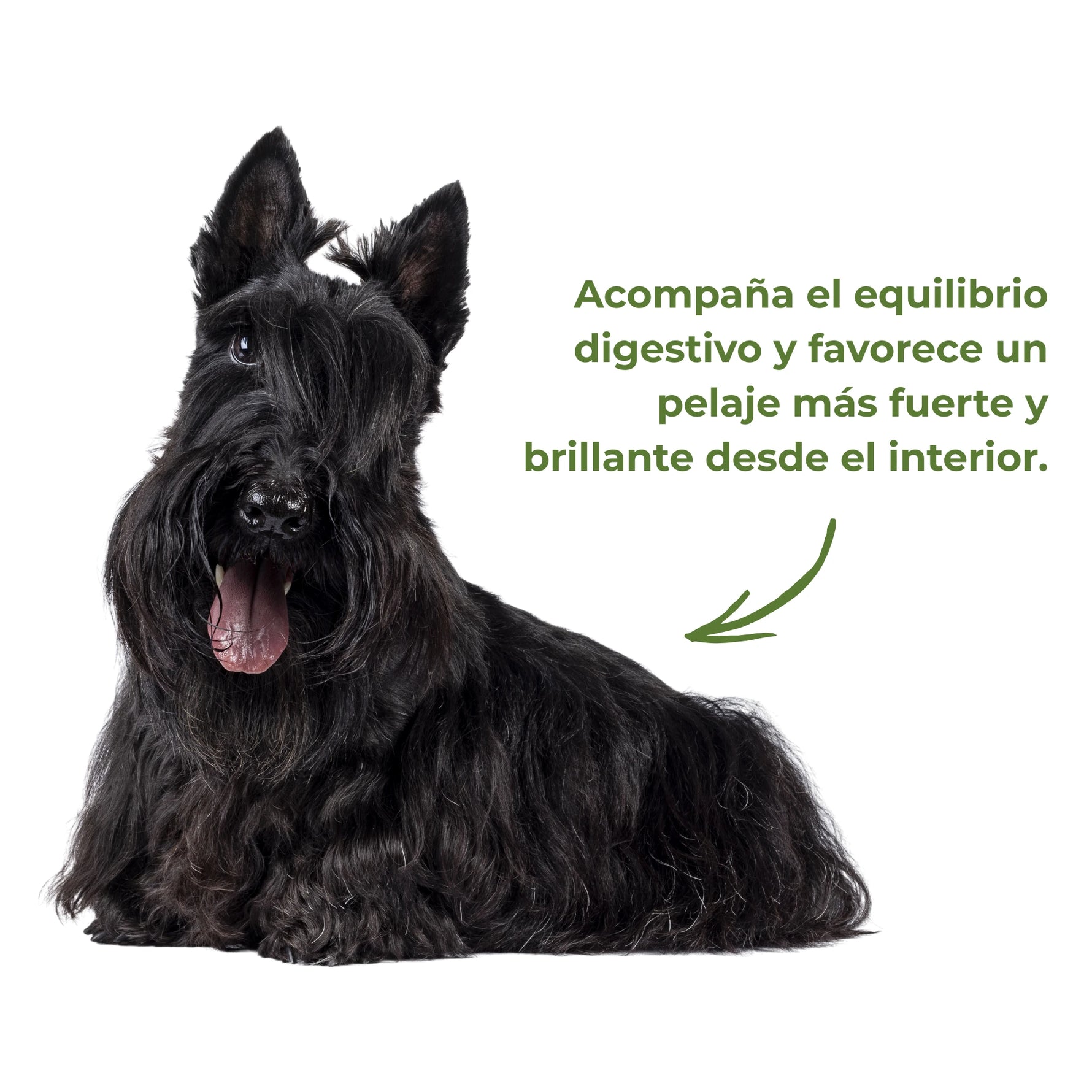 Perro con pelaje negro fuerte y brillante que ilustra el apoyo al equilibrio digestivo y al cuidado del pelaje desde el interior según el enfoque natural de ANTON Loyal Companions