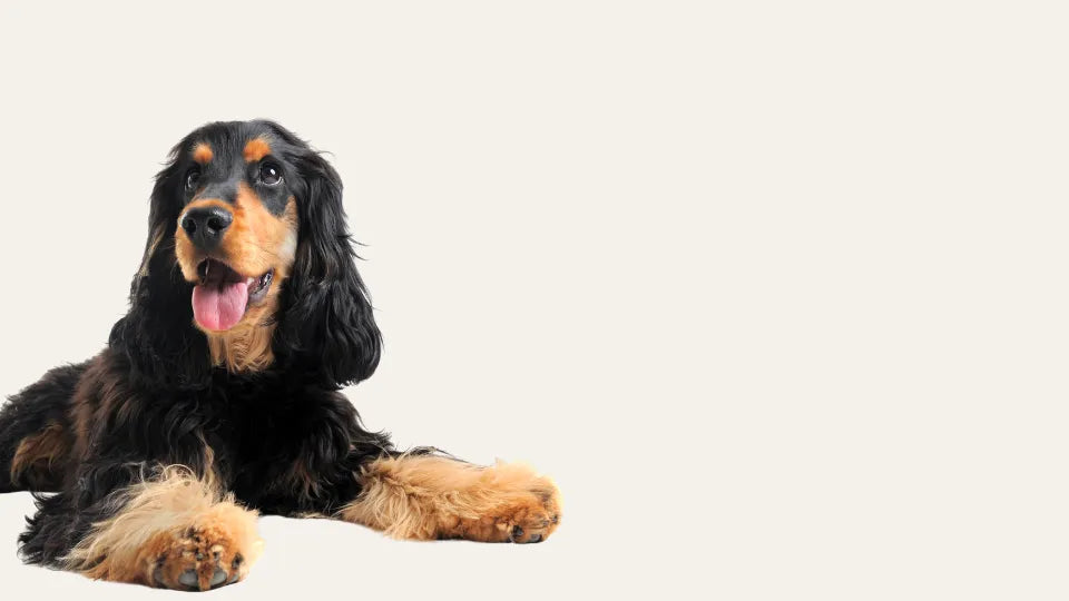 Perro de raza cocker con pelaje brillante y saludable acostado
