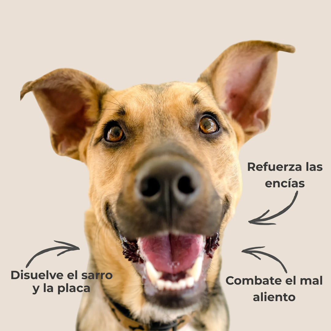 Perro mostrando dientes limpios gracias al polvo dental ANTON, refuerza encías y combate el mal aliento