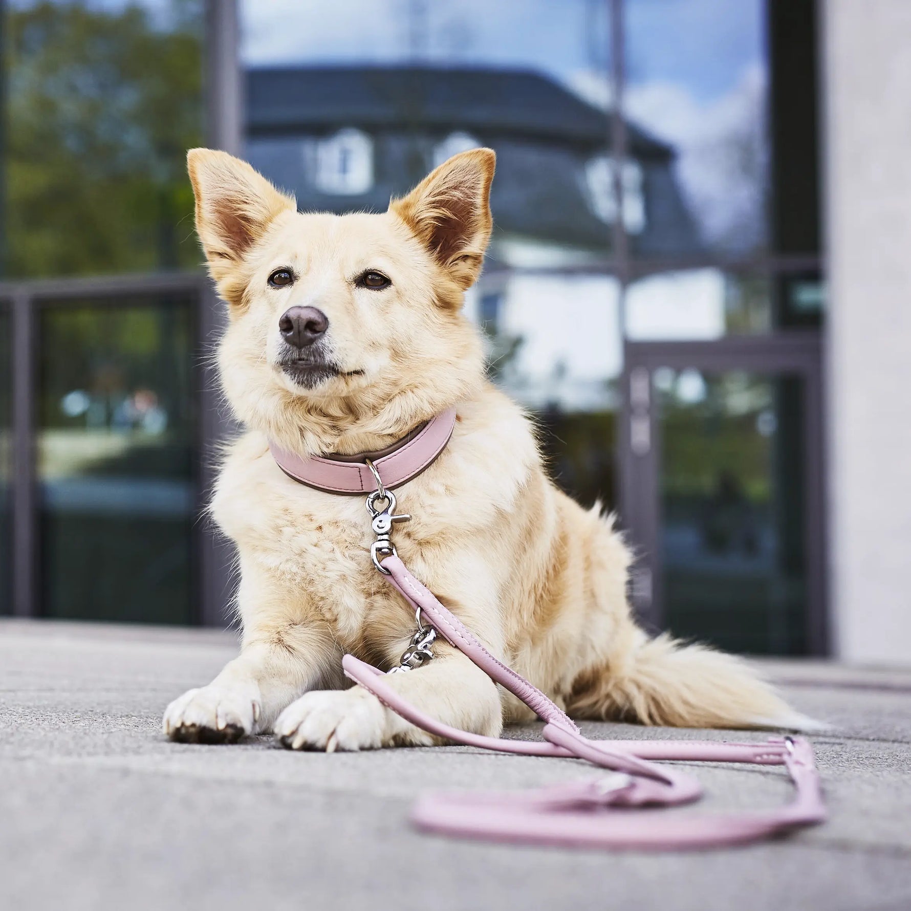 Perro sentado con collar y correa de cuero rosa AMICI