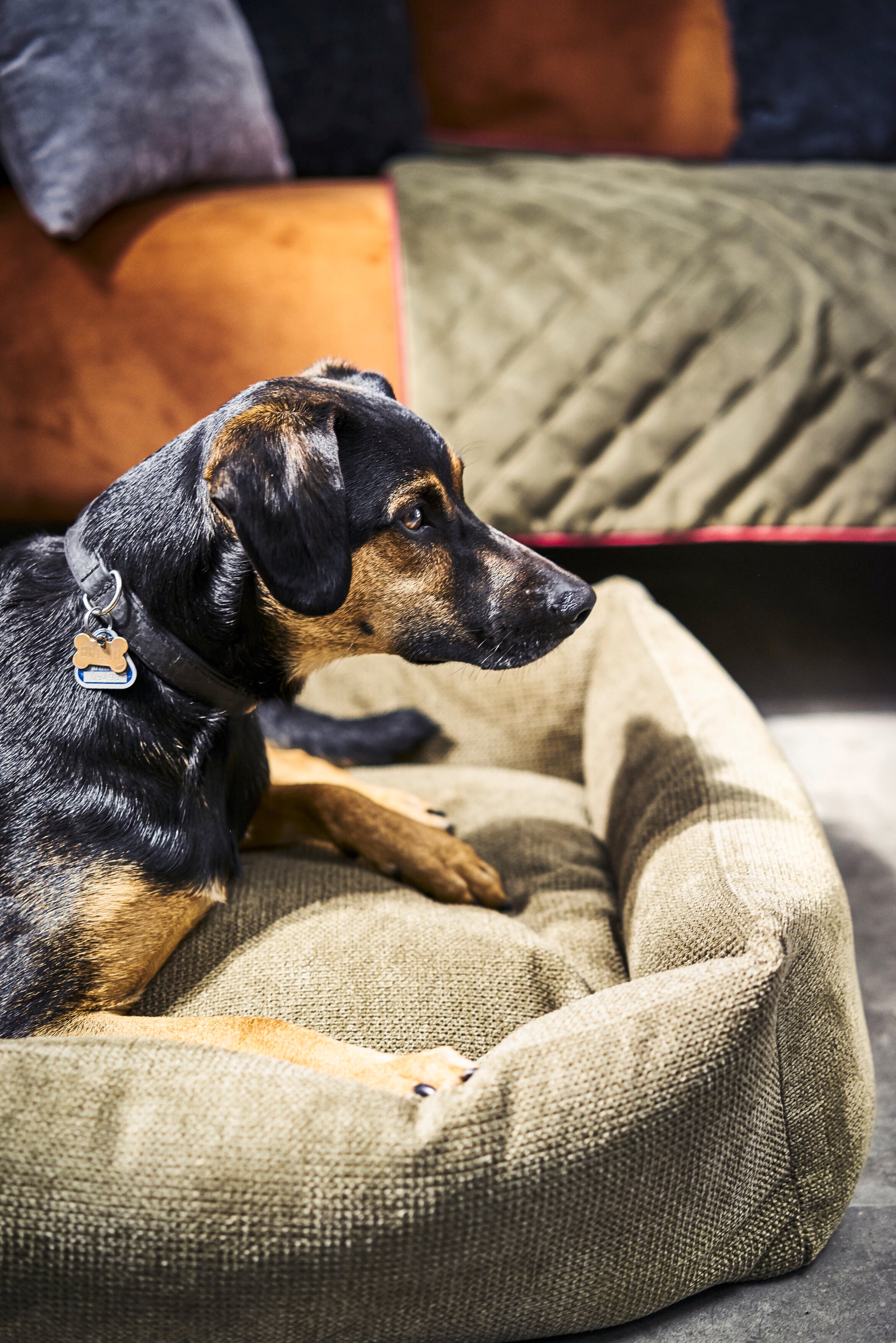 Perro tumbado cómodamente en una cama TUDOR color oliva