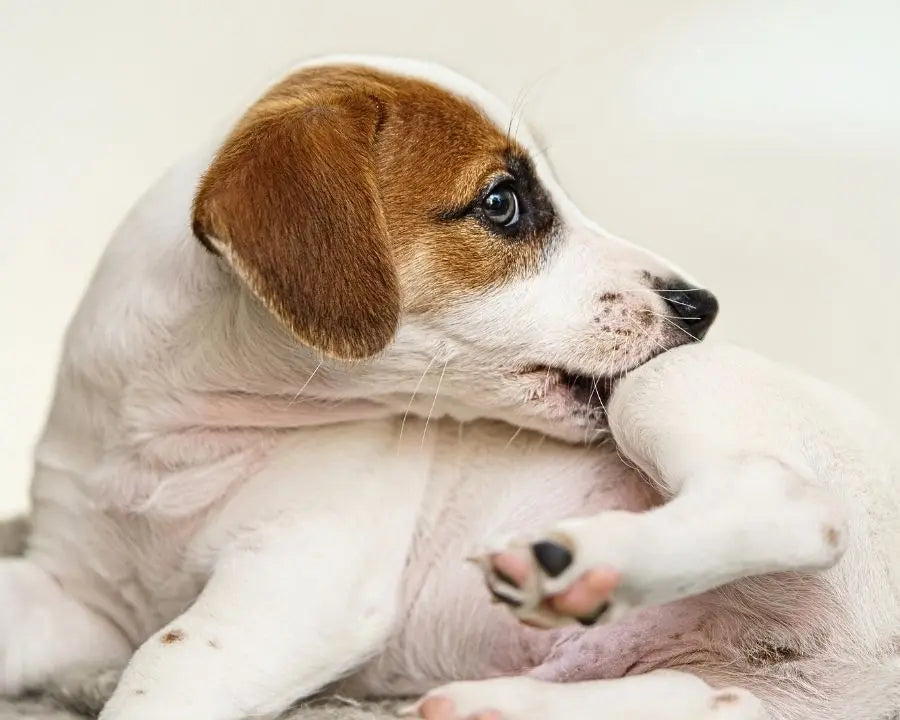 Perro rascándose por picor relacionado con sensibilidad cutánea, alergias o irritación de la piel