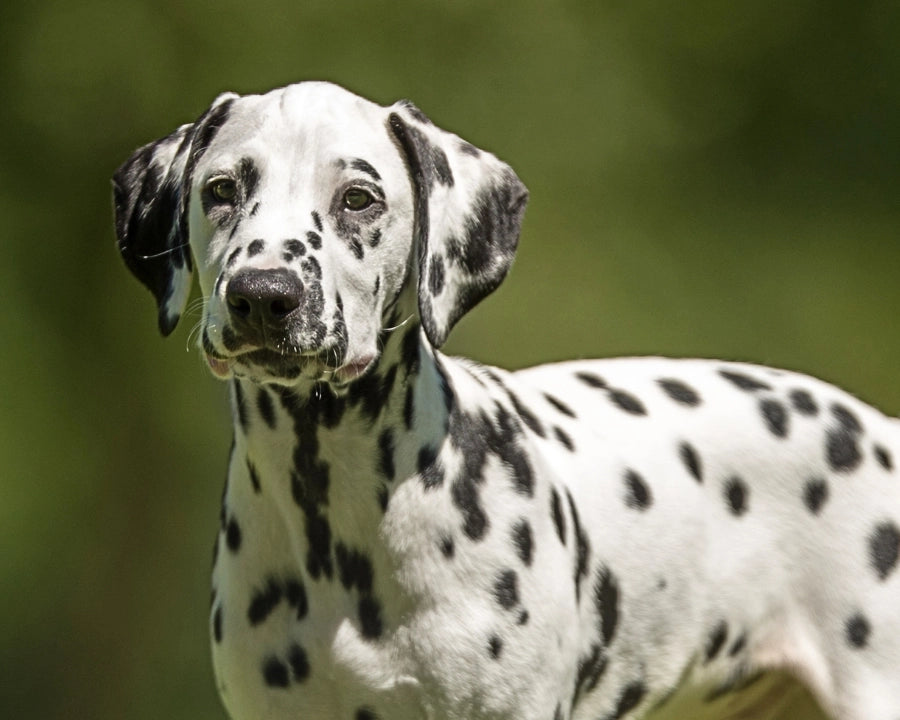 Perro dálmata con pelaje brillante y piel sana en exterior representando el cuidado natural de la piel y el brillo del pelaje en perros y gatos